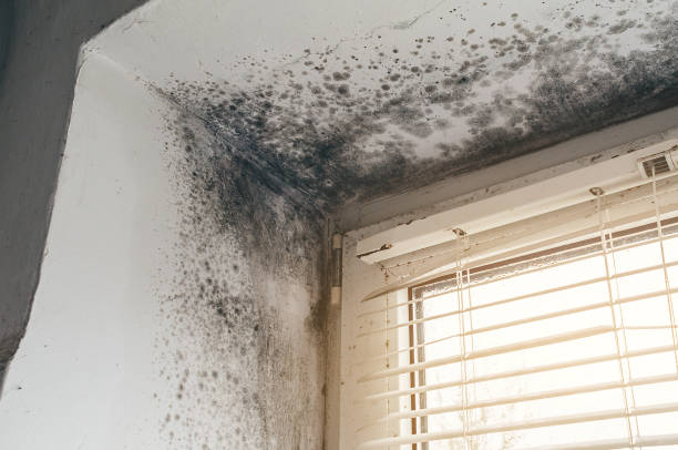 Affordable Black Mold Remediation solutions in Newton, NC